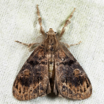 8314 - Definite Tussock Moth - Orgyia definita
