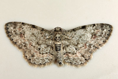 6443 - Texas Gray Moth - Glenoides texanaria