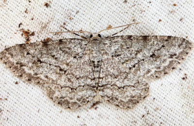 6597 - Small Engrailed - Ectropis crepuscularia