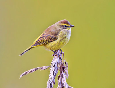 Palm Warbler - Setophaga palmarum