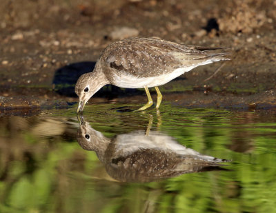 Solitary Sandpiper - Tringa solitaria