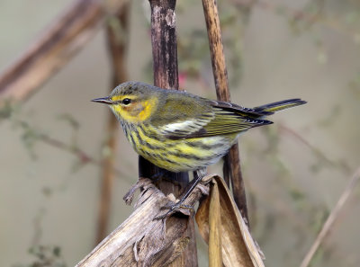 Cape May Warbler - Setophaga tigrina