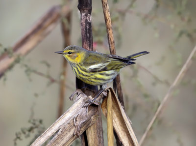 Cape May Warbler - Setophaga tigrina