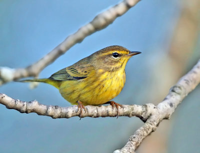 Palm Warbler - Setophaga palmarum