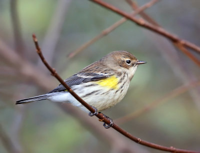 Yellow-rumped Warbler - Setophaga coronata