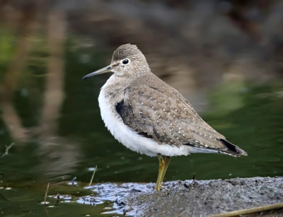 Solitary Sandpiper - Tringa solitaria