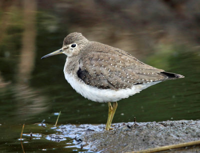 Solitary Sandpiper - Tringa solitaria