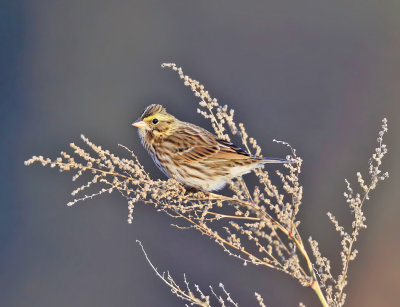 Savannah Sparrow - Passerculus sandwichensis