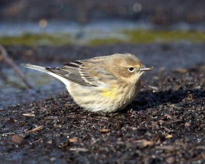 Yellow-rumped Warbler - Setophaga coronata