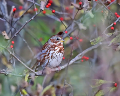 Fox Sparrow - Passerella iliaca