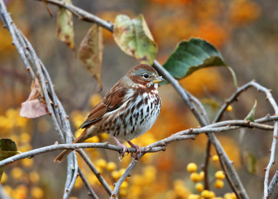 Fox Sparrow - Passerella iliaca