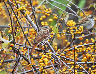 Fox Sparrow - Passerella iliaca