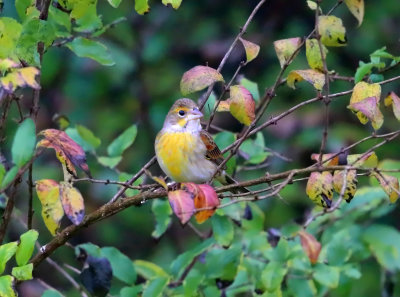 Dickcissel - Spiza americana