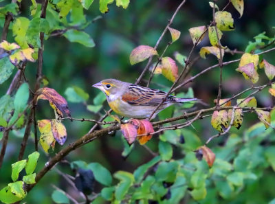 Dickcissel - Spiza americana