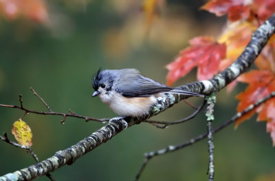 Tufted Titmouse - Baeolophus bicolor