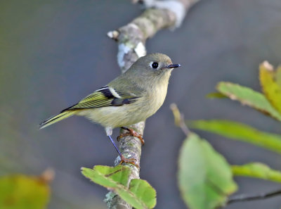 Ruby-crowned Kinglet - Regulus calendula