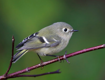 Ruby-crowned Kinglet - Regulus calendula