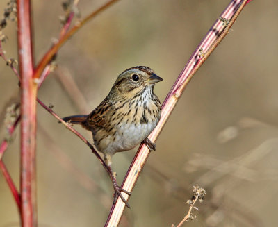 Lincolns Sparrow - Melospiza lincolnii