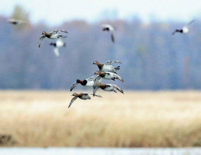 Canvasback - Aythya valisineria