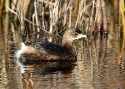 Pied-billed Grebe - Podilymbus podiceps