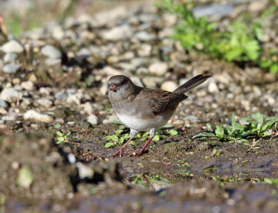 Dark-eyed Junco - Junco hyemalis