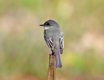 Eastern Phoebe - Sayornis phoebe