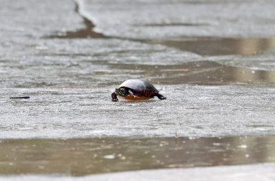 Painted Turtle - Chrysemys picta