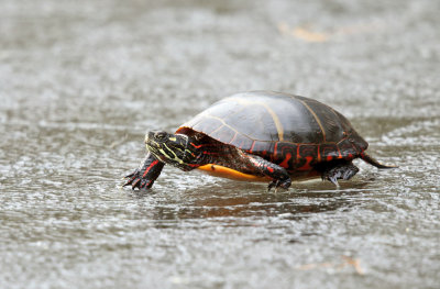 Painted Turtle - Chrysemys picta