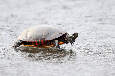Painted Turtle - Chrysemys picta