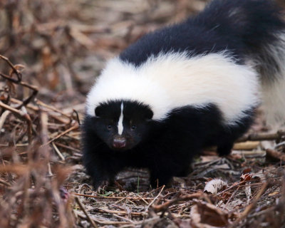 Striped Skunk - Mephitis mephitis