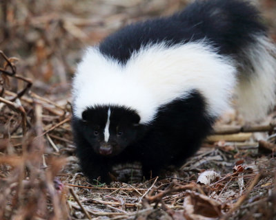 Striped Skunk - Mephitis mephitis