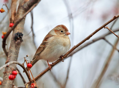 Field Sparrow - Spizella pusilla