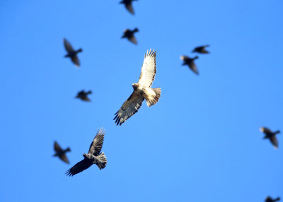 Red-tailed Hawk mobbed by crows