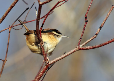 Carolina Wren - Thryothorus ludovicianus