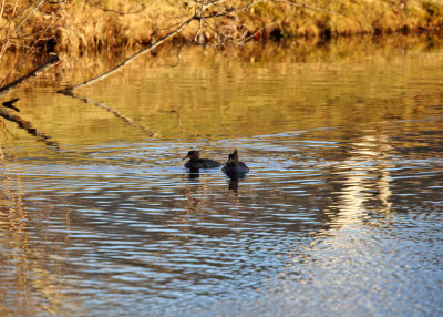 Hooded Mergansers in late afternoon