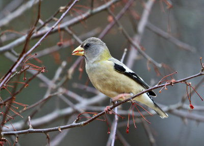 Evening Grosbeak - Coccothraustes vespertinus