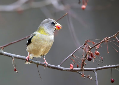 Evening Grosbeak - Coccothraustes vespertinus