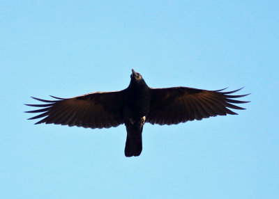 American Crow - Corvus brachyrhynchos