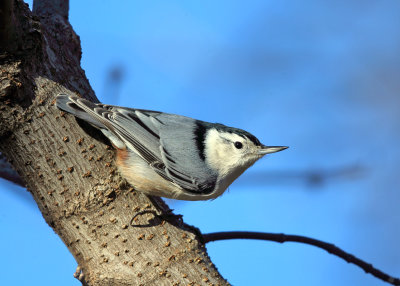 White-breasted Nuthatch - Sitta carolinensis