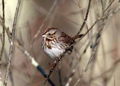 Song Sparrow - Melospiza melodia