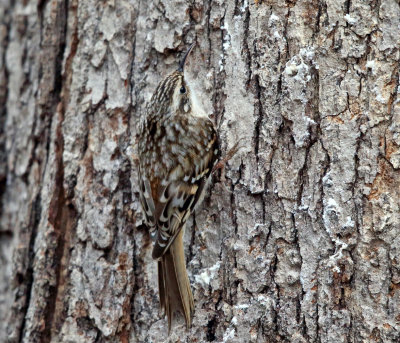 Brown Creeper - Certhia americana