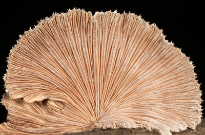 Schizophyllum commune