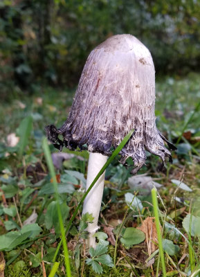 Coprinus comatus (Shaggy Mane)