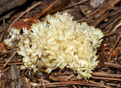 White Coral Fungus - Clavulina coralloides