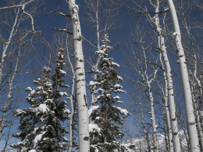 steamboat-15.jpg