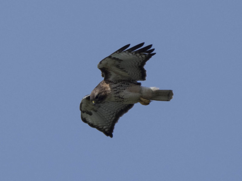 Red Tail