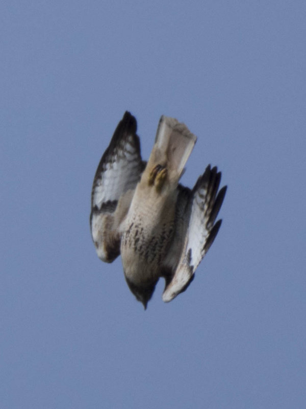 Red Tail