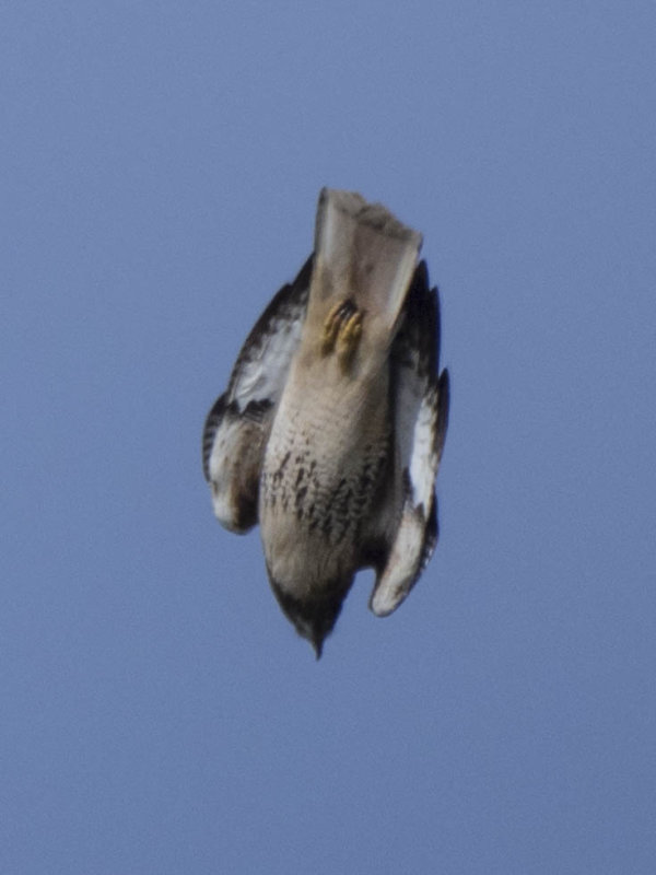 Red Tail
