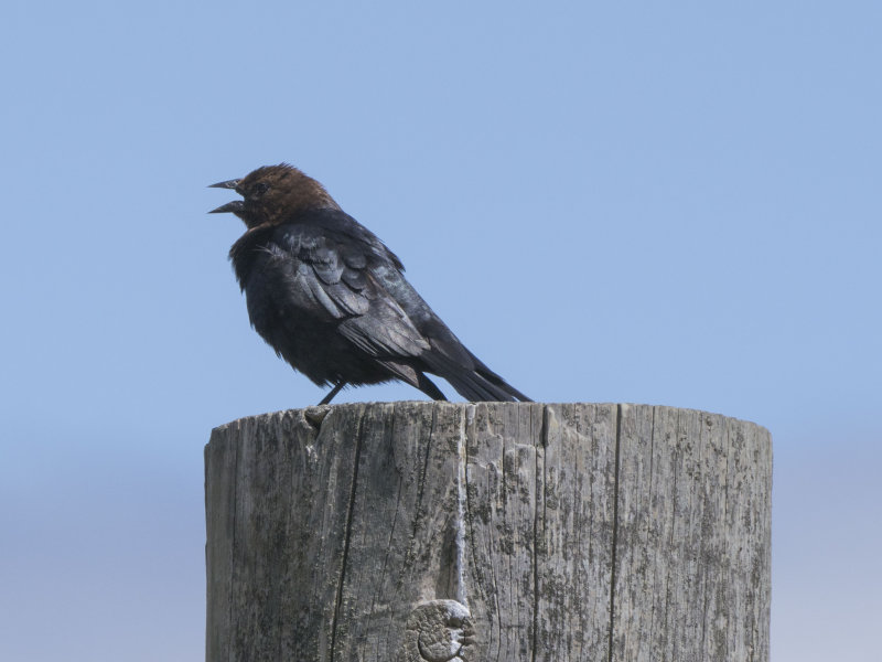 cowbird.jpg