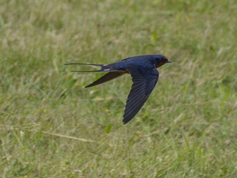 swallow-4.jpg